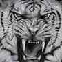 Macan Putih
