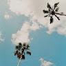 californivora