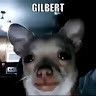 GilbertTheDawg