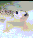 Zinnister