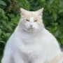 Jareth