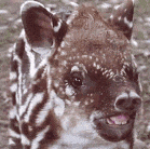 Tapirbiru