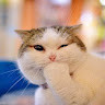 Fluffy Gimang