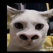 Haikal_758