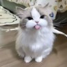 Furqan_Demarco